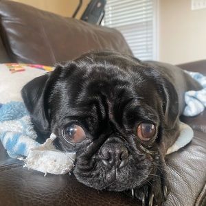 Meet your Posher, Alex